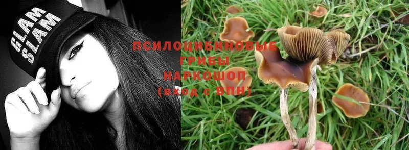 Псилоцибиновые грибы Magic Shrooms  Грязи 